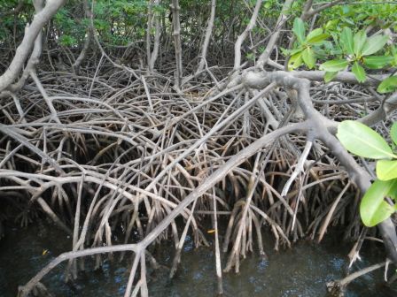 mangrove palétuviers rouges
