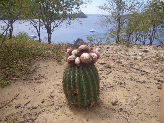 Les cactus de l'ILet Cabrit