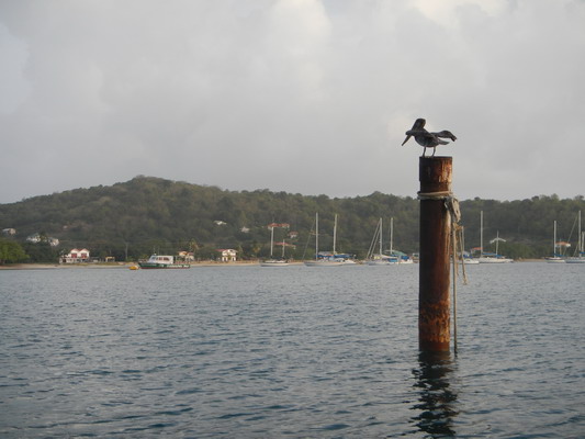 Cariacou Tyrell Bay